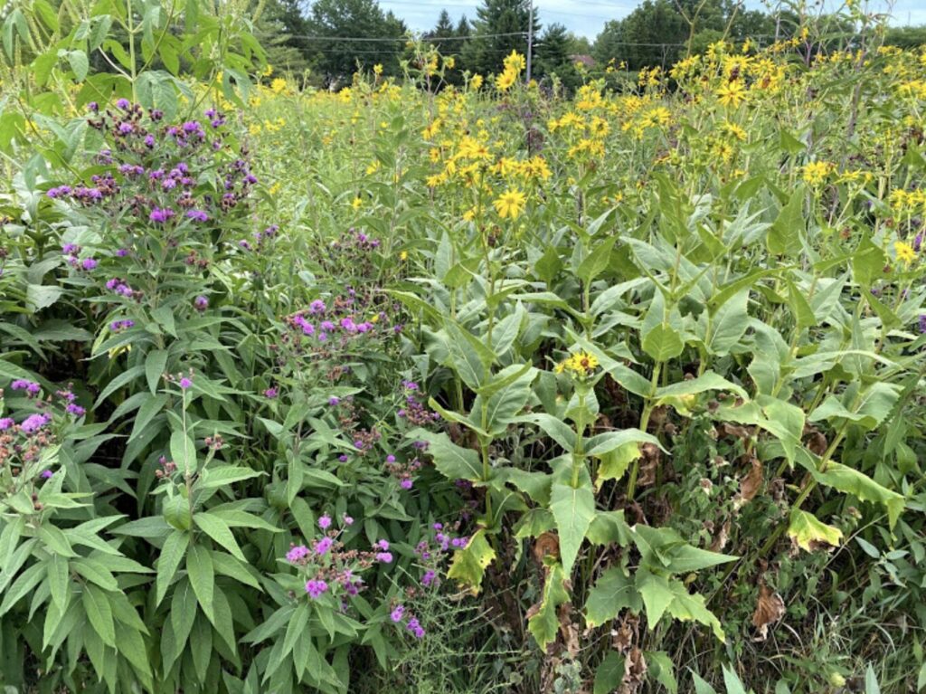 Field of green plants with clusters of purple and pink flowers on the left and tall plants with numerous yellow flowers on the right under a partly cloudy sky.